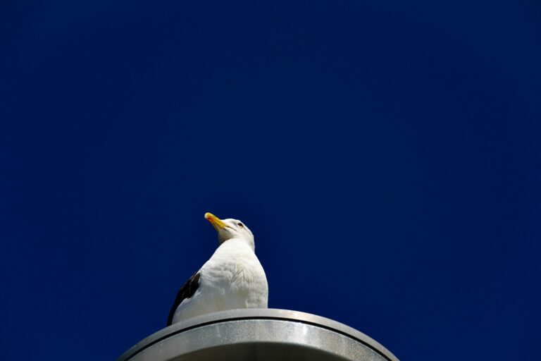 danielle-suijkerbuijk--zjh2R8Q9vA-unsplash